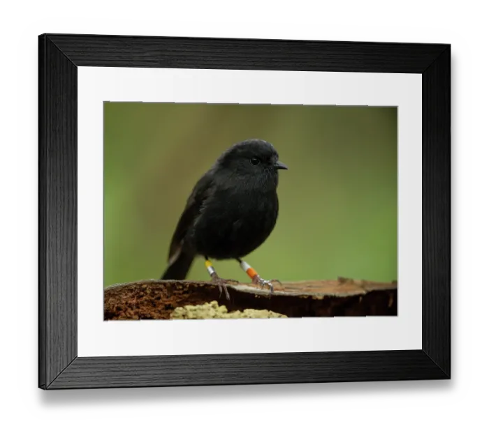Framed Print : Black robin (Petroica traversi) portrait, almost birds of the species are colour banded or ringed for monitoring, Rangatira Island, Chatham Islands, New Zealand Framed Print : Black robin (Petroica traversi) portrait, almost birds of the species are colour banded or ringed for monitoring, Rangatira Island, Chatham Islands, New Zealand
