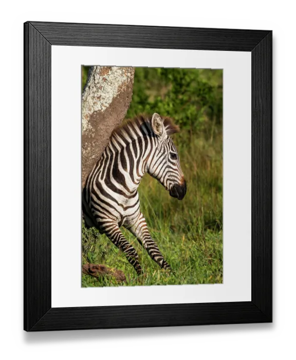 Framed Print : Maneless zebra (Equus quagga borensis) scratching its back against tree trunk, Lake Mburo National Park, Uganda