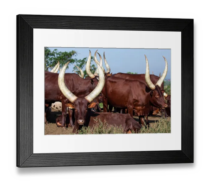 Framed Print : RF - Ankole cattle herd, Uganda. (This image may be licensed either as rights managed or royalty free.) Framed Print : RF - Ankole cattle herd, Uganda. (This image may be licensed either as rights managed or royalty free.)