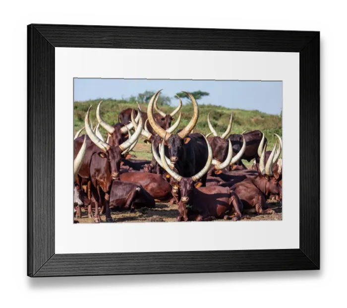 Framed Print : Ankole cattle herd, Uganda