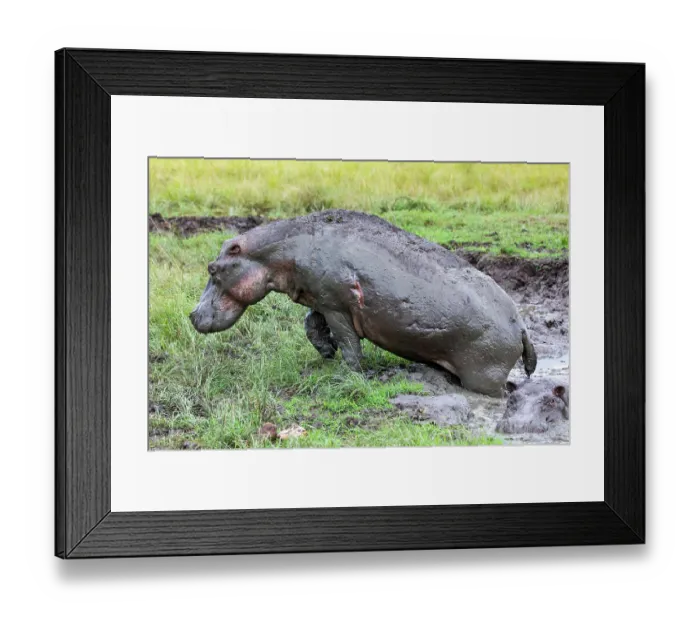 Framed Print : Hippopotamus (Hippopotamus amphibius) emerging from mud pool, Uganda