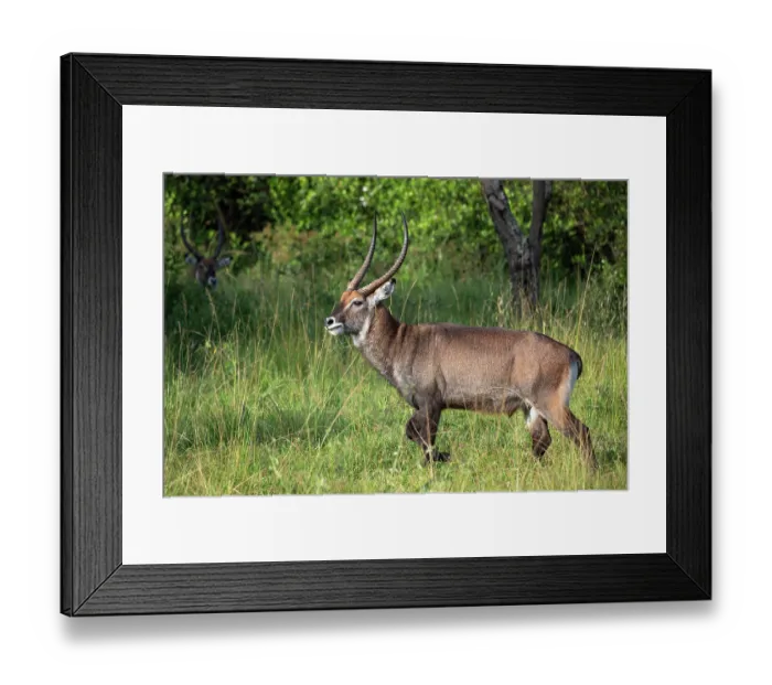Framed Print : RF - Defassa waterbuck (Kobus ellipsiprymnus defassa) walking through grassland, Lake Mburo National Park, Uganda Framed Print : RF - Defassa waterbuck (Kobus ellipsiprymnus defassa) walking through grassland, Lake Mburo National Park, Uganda