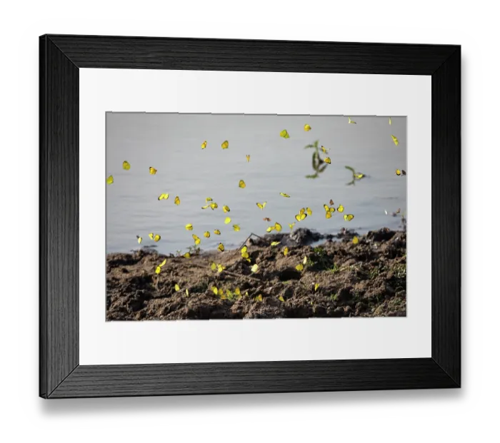 Framed Print : Butterflies (Lepidoptera) in flight over salt lick on shore of lake, Lake Mburo National Park, Uganda Framed Print : Butterflies (Lepidoptera) in flight over salt lick on shore of lake, Lake Mburo National Park, Uganda