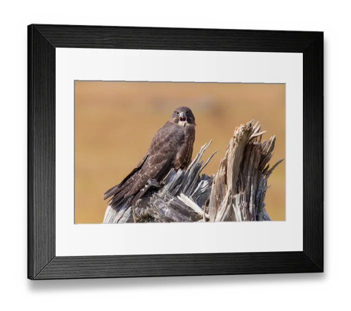 Framed Print : New Zealand falcon (Falco novaeseelandiae) calling while perched on a tree stump, South Island, New Zealand Framed Print : New Zealand falcon (Falco novaeseelandiae) calling while perched on a tree stump, South Island, New Zealand