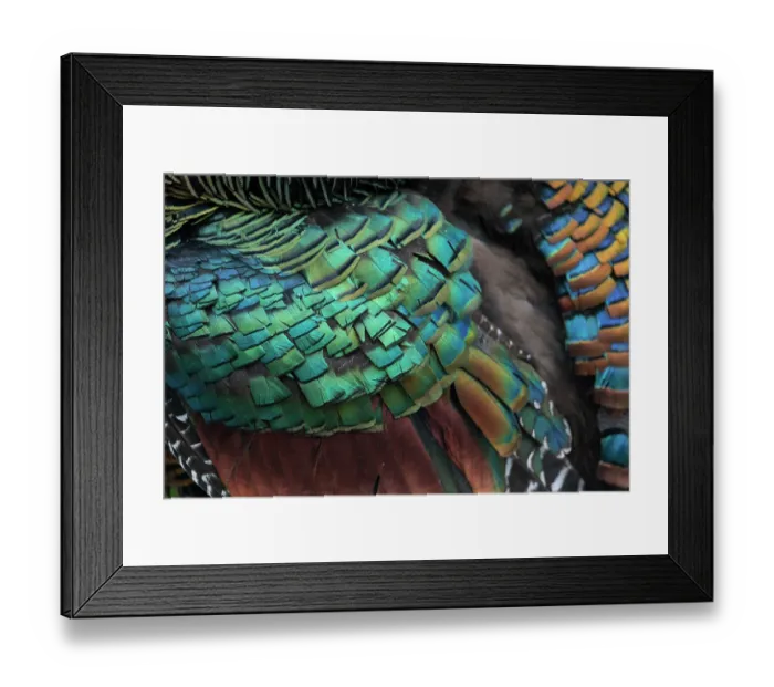 Framed Print : Oscellated turkey (Meleagris ocellata) plumage detail, Yucatan Peninsula, Mexico Framed Print : Oscellated turkey (Meleagris ocellata) plumage detail, Yucatan Peninsula, Mexico