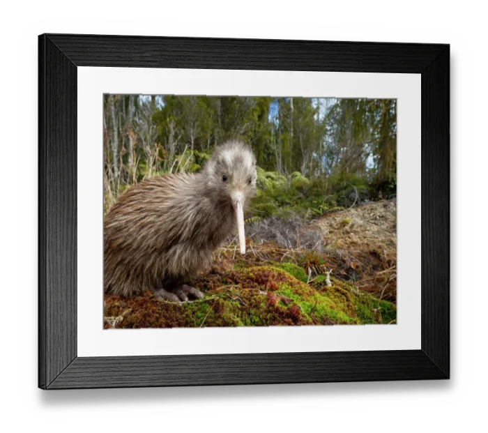 Framed Print : Okarito kiwi (Apteryx rowi) juvenile, portrait Framed Print : Okarito kiwi (Apteryx rowi) juvenile, portrait