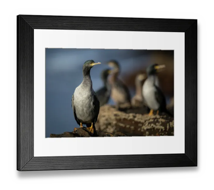 Framed Print : Pitt shags (Phalacrocorax featherstoni) roosting on rocky ledge, Rangatira Island, Chatham Islands, New Zealand. Endangered Framed Print : Pitt shags (Phalacrocorax featherstoni) roosting on rocky ledge, Rangatira Island, Chatham Islands, New Zealand. Endangered