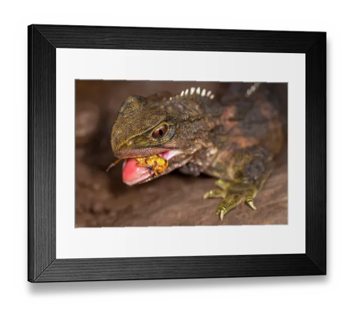 Framed Print : Tuatara (Sphenodon punctatus) male, feeding on a locust, Hauturu / Little Barrier Island, New Zealand. Captive Framed Print : Tuatara (Sphenodon punctatus) male, feeding on a locust, Hauturu / Little Barrier Island, New Zealand. Captive