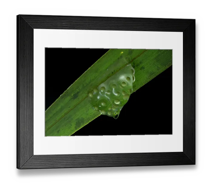Framed Print : Red-eyed tree frog (Agalychnis taylori) frogspawn on underside of leaf, aged one day, Yucatan Peninsula, Mexico Framed Print : Red-eyed tree frog (Agalychnis taylori) frogspawn on underside of leaf, aged one day, Yucatan Peninsula, Mexico