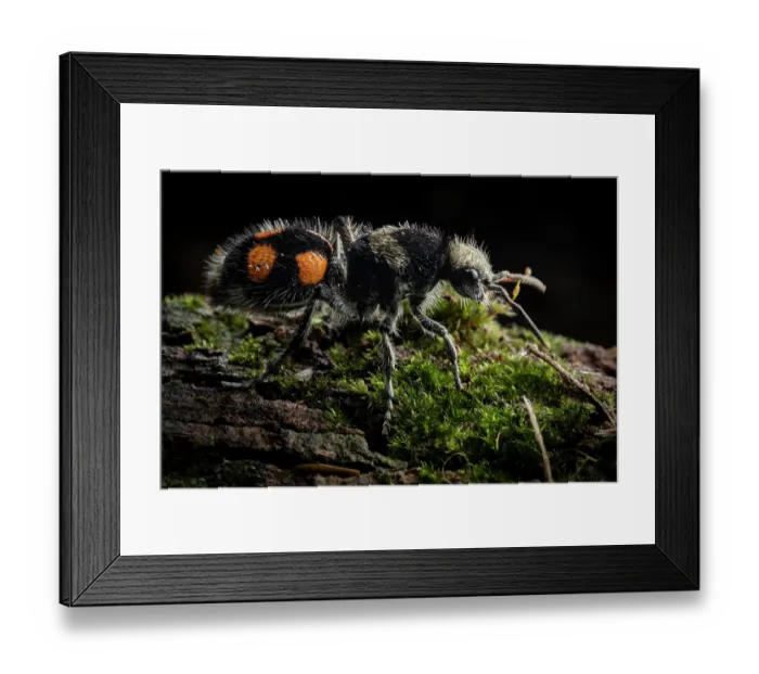 Framed Print : Velvet ant (Dasymutilla pulchra) resting on moss-covered log, Yucatan Peninsula, Mexico. Controlled conditions Framed Print : Velvet ant (Dasymutilla pulchra) resting on moss-covered log, Yucatan Peninsula, Mexico. Controlled conditions