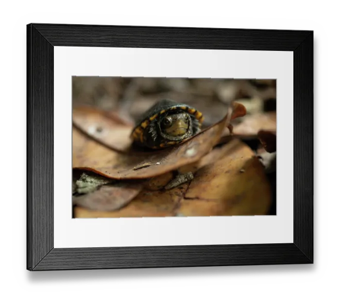 Framed Print : White-lipped mud turtle (Kinosternon leucostomum) juvenile, resting on dried leaf, Yucatan Peninsula, Mexico. Controlled conditions