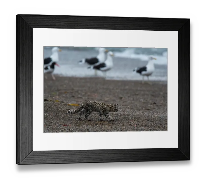 Framed Print : Geoffroy's cat (Leopardus geoffroyi) walking along beach with Gulls (Larus sp.) in background, Punta Norte Nature Reserve, Peninsula Valdes, Chubut Province, Patagonia, Argentina Framed Print : Geoffroy's cat (Leopardus geoffroyi) walking along beach with Gulls (Larus sp.) in background, Punta Norte Nature Reserve, Peninsula Valdes, Chubut Province, Patagonia, Argentina