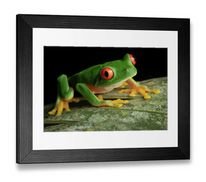 Framed Print : Red-eyed tree frog (Agalychnis taylori) male, resting on palm frond next to a pond, Yucatan Peninsula, Mexico Framed Print : Red-eyed tree frog (Agalychnis taylori) male, resting on palm frond next to a pond, Yucatan Peninsula, Mexico