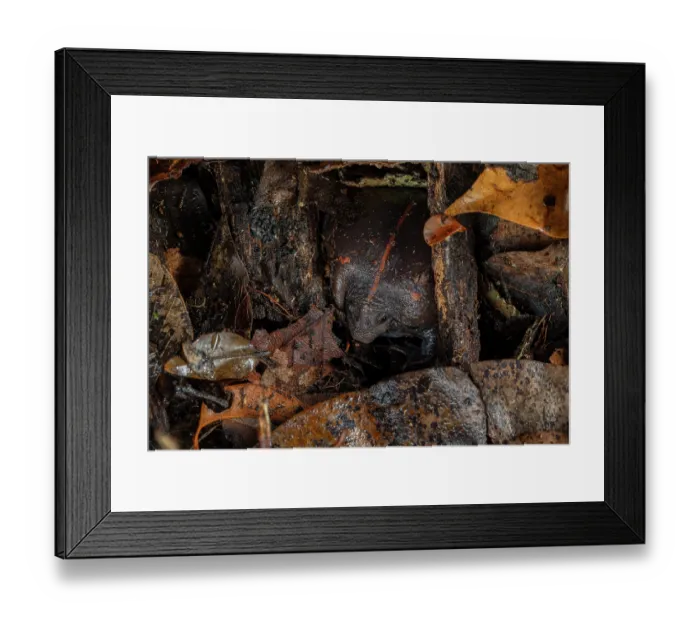 Framed Print : Mexican burrowing toad (Rhinophrynus dorsalis) burrowing into the ground on a wet night in the forest, Yucatan Peninsula, Mexico. Controlled conditions Framed Print : Mexican burrowing toad (Rhinophrynus dorsalis) burrowing into the ground on a wet night in the forest, Yucatan Peninsula, Mexico. Controlled conditions
