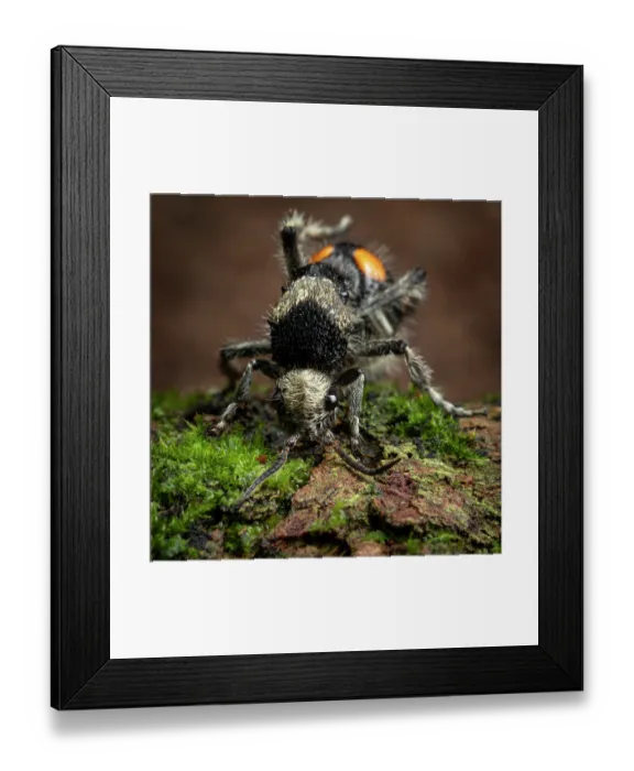 Framed Print : Velvet ant (Dasymutilla pulchra) resting on moss-covered log, Yucatan Peninsula, Mexico. Controlled conditions