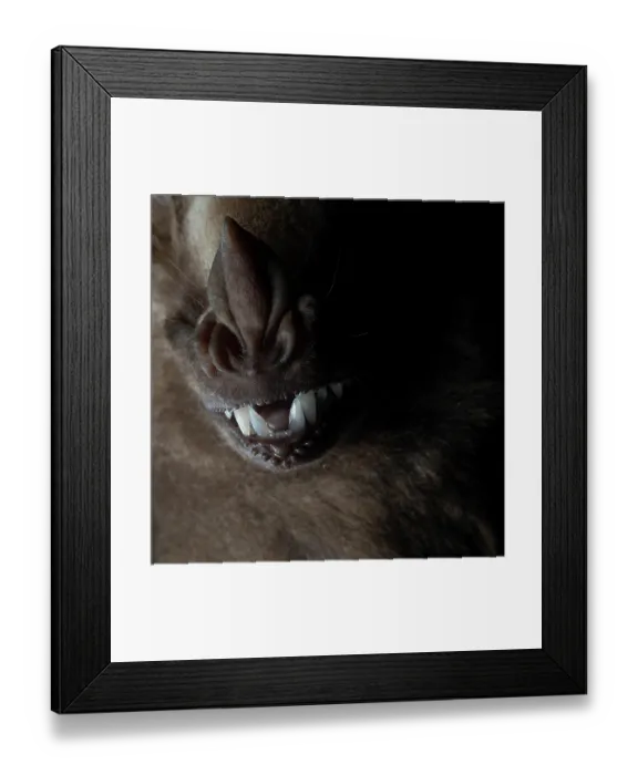 Framed Print : Jamaican fruit bat (Artibeus jamaicensis) nose and mouth detail, hand-held after being caught in a mist-net for bat surveying, Yucatan Peninsula, Mexico. Controlled conditions Framed Print : Jamaican fruit bat (Artibeus jamaicensis) nose and mouth detail, hand-held after being caught in a mist-net for bat surveying, Yucatan Peninsula, Mexico. Controlled conditions