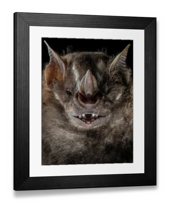 Framed Print : Jamaican fruit bat (Artibeus jamaicensis) head portrait, hand-held after being caught in a mist-net for bat surveying, Yucatan Peninsula, Mexico. Controlled conditions Framed Print : Jamaican fruit bat (Artibeus jamaicensis) head portrait, hand-held after being caught in a mist-net for bat surveying, Yucatan Peninsula, Mexico. Controlled conditions