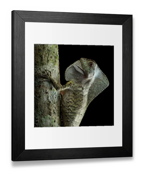 Framed Print : Smooth helmeted iguana (Corytophanes cristatus) resting on tree at night, Yucatan Peninsula, Mexico