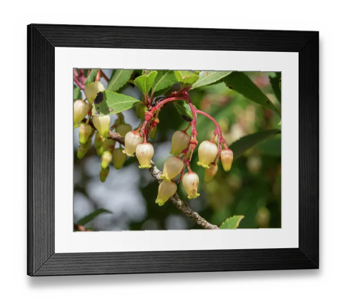 Framed Print : Strawberry tree (Arbutus unedo) in flower, Lago di Corbara, Umbria, Italy. November Framed Print : Strawberry tree (Arbutus unedo) in flower, Lago di Corbara, Umbria, Italy. November