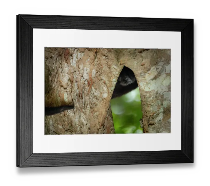 Framed Print : Yucatan black howler monkey (Alouatta pigra) infant, peering from under branch, Yucatan Peninsula, Mexico. Endangered Framed Print : Yucatan black howler monkey (Alouatta pigra) infant, peering from under branch, Yucatan Peninsula, Mexico. Endangered