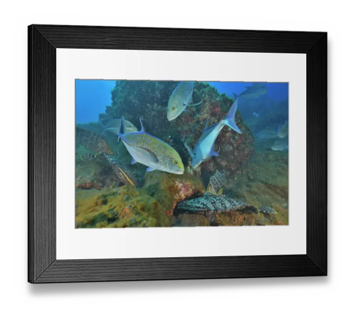 Framed Print : Shoal of Bluefin trevally (Caranx melampygus) and Leather bass (Dermatolepis dermatolepis) looking for octopus hidden in reef, Revillagigedo Islands, Mexico, Pacific Ocean Framed Print : Shoal of Bluefin trevally (Caranx melampygus) and Leather bass (Dermatolepis dermatolepis) looking for octopus hidden in reef, Revillagigedo Islands, Mexico, Pacific Ocean