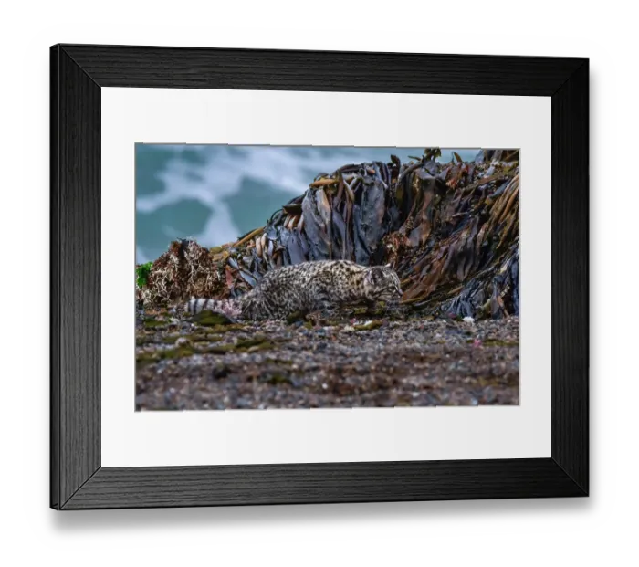 Framed Print : Geoffroy's cat (Leopardus geoffroyi) walking past seaweed covered rocks on beach, Punta Norte Nature Reserve, Peninsula Valdes, Chubut Province, Patagonia, Argentina Framed Print : Geoffroy's cat (Leopardus geoffroyi) walking past seaweed covered rocks on beach, Punta Norte Nature Reserve, Peninsula Valdes, Chubut Province, Patagonia, Argentina