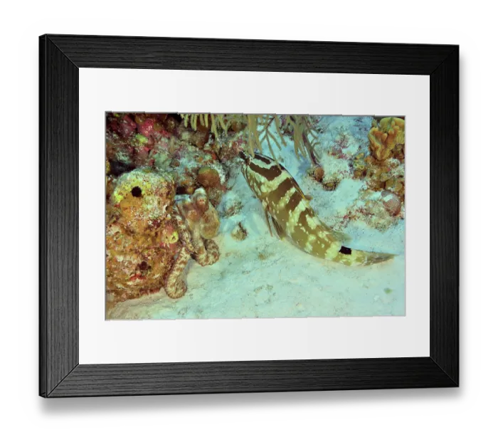 Framed Print : Nassau grouper (Epinephelus striatus) in confrontation with Common octopus (Octopus vulgaris) on reef, San Salvador Island, Bahamas, Caribbean Sea Framed Print : Nassau grouper (Epinephelus striatus) in confrontation with Common octopus (Octopus vulgaris) on reef, San Salvador Island, Bahamas, Caribbean Sea