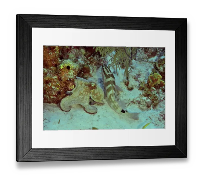 Framed Print : Nassau grouper (Epinephelus striatus) in confrontation with Common octopus (Octopus vulgaris) on reef, San Salvador Island, Bahamas, Caribbean Sea Framed Print : Nassau grouper (Epinephelus striatus) in confrontation with Common octopus (Octopus vulgaris) on reef, San Salvador Island, Bahamas, Caribbean Sea
