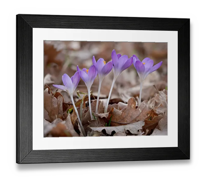 Framed Print : Tommasini's crocus (Crocus tommasinianus) in flower among dried leaves in garden, Podere Montecucco, Orvieto, Umbria, Italy. February Framed Print : Tommasini's crocus (Crocus tommasinianus) in flower among dried leaves in garden, Podere Montecucco, Orvieto, Umbria, Italy. February
