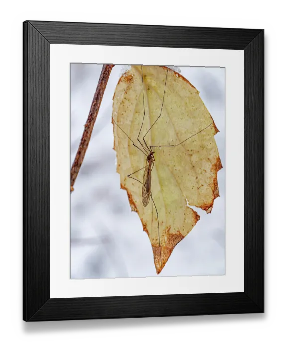 Framed Print : Short-winged cranefly (Tipula pagana) resting on a leaf, Podere Montecucco, Orvieto, Umbria, Italy. November. Focus stacked Framed Print : Short-winged cranefly (Tipula pagana) resting on a leaf, Podere Montecucco, Orvieto, Umbria, Italy. November. Focus stacked
