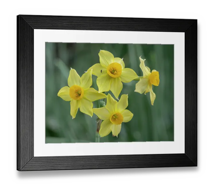 Framed Print : Polyanthus narcissus (Narcissus aureus) in flower, Tuscany, Italy. February Framed Print : Polyanthus narcissus (Narcissus aureus) in flower, Tuscany, Italy. February