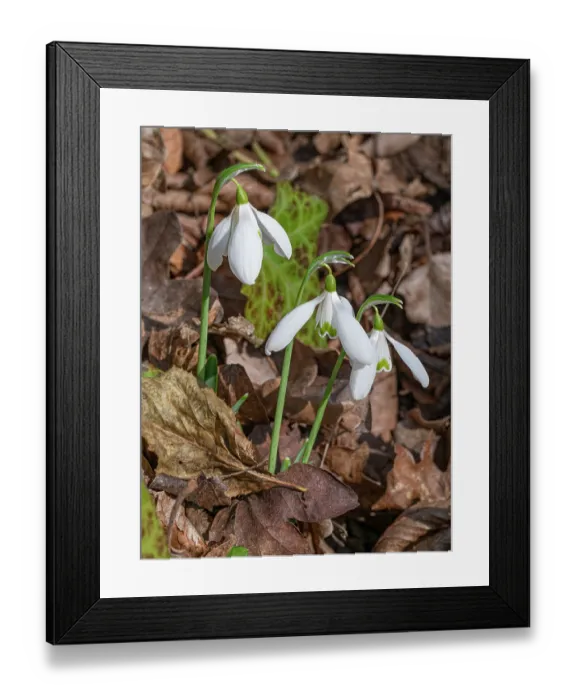Framed Print : Snowdrops (Galanthus nivalis) in flower in leaf litter, Lazio, Italy. January Framed Print : Snowdrops (Galanthus nivalis) in flower in leaf litter, Lazio, Italy. January
