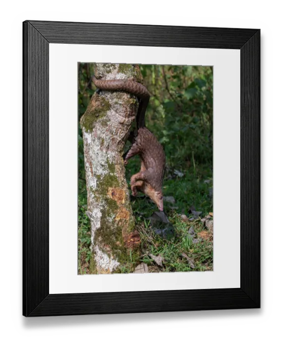 Framed Print : Tree pangolin (Phataginus tricuspis) climbing down tree trunk, Pangolin rescue project, Bwindi Impenetrable Forest, Uganda. Captive before release. Endangered Framed Print : Tree pangolin (Phataginus tricuspis) climbing down tree trunk, Pangolin rescue project, Bwindi Impenetrable Forest, Uganda. Captive before release. Endangered