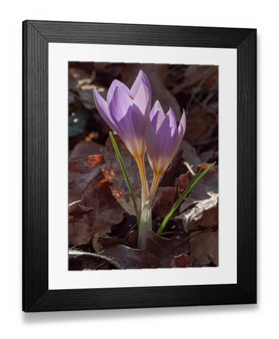 Framed Print : Tuscan crocus (Crocus etruscus) in flower in woodland, nr. Piombino, Tuscany, Italy. February Framed Print : Tuscan crocus (Crocus etruscus) in flower in woodland, nr. Piombino, Tuscany, Italy. February