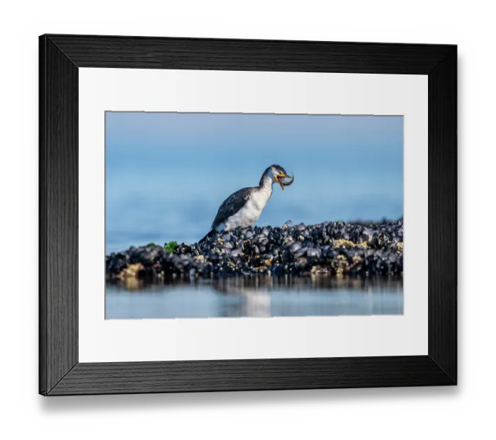 Framed Print : Little pied cormorant (Microcarbo melanoleucos) standing on intertidal rocks, feeding on fish prey, Port Philip Bay, Victoria, Australia Framed Print : Little pied cormorant (Microcarbo melanoleucos) standing on intertidal rocks, feeding on fish prey, Port Philip Bay, Victoria, Australia