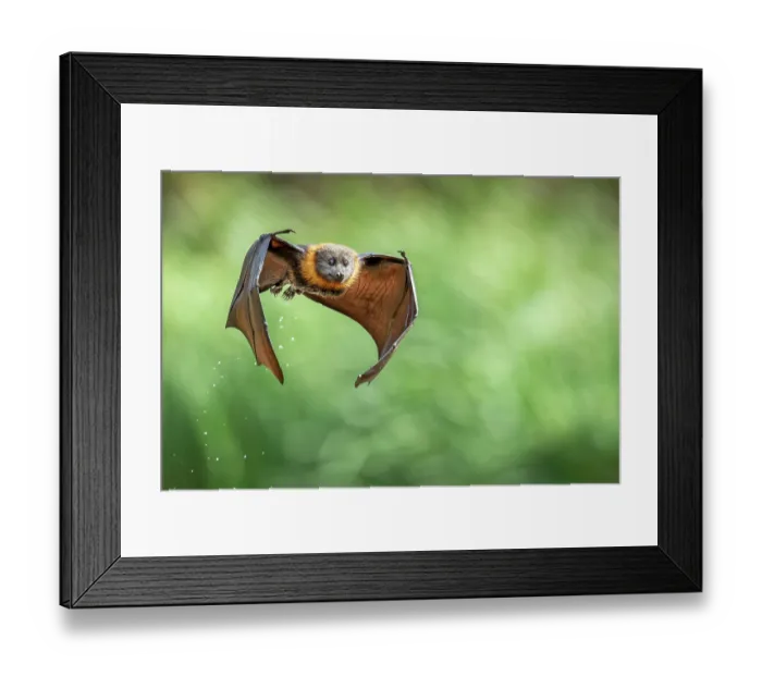 Framed Print : Grey-headed flying-fox (Pteropus poliocephalus) in flight after dipping into water to cool down and drink, Myuna Wetlands, Doveton, Victoria, Australia Framed Print : Grey-headed flying-fox (Pteropus poliocephalus) in flight after dipping into water to cool down and drink, Myuna Wetlands, Doveton, Victoria, Australia