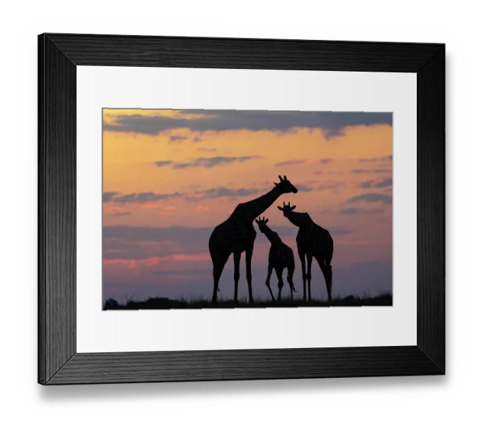 Framed Print : Three Giraffes (Giraffa camelopardalis) silhouetted at sunset, Chobe National Park, Botswana Framed Print : Three Giraffes (Giraffa camelopardalis) silhouetted at sunset, Chobe National Park, Botswana