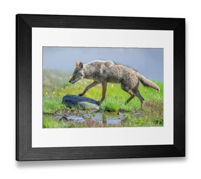 Framed Print : Coyote (Canis latrans) hunting in a wetland meadow in summer, Yellowstone National Park, Wyoming, USA. June Framed Print : Coyote (Canis latrans) hunting in a wetland meadow in summer, Yellowstone National Park, Wyoming, USA. June