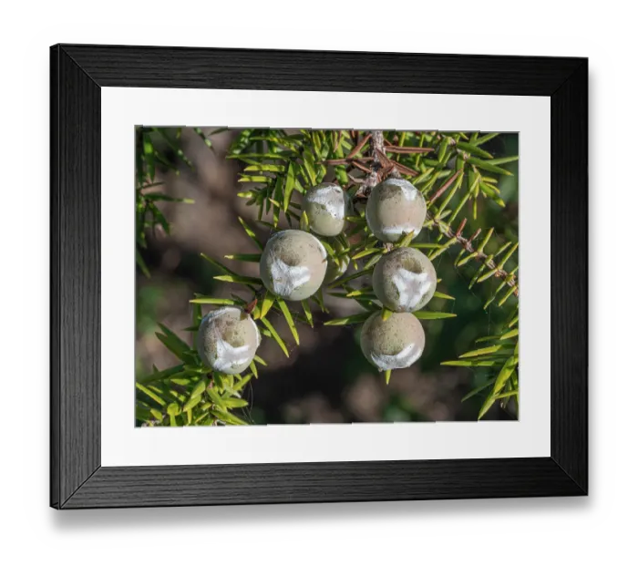 Framed Print : Western prickly juniper (Juniperus oxycedrus) berries on tree, nr. Piombino, Tuscany, Italy. February Framed Print : Western prickly juniper (Juniperus oxycedrus) berries on tree, nr. Piombino, Tuscany, Italy. February