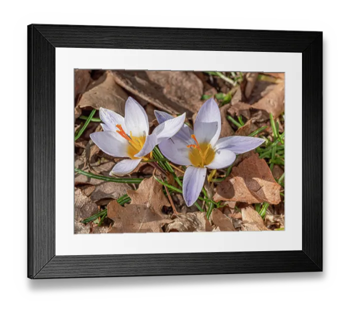 Framed Print : Twin flowered crocus (Crocus biflorus) in flower along a path, Vitozza, nr. Pitigliano, Tuscany, Italy. February Framed Print : Twin flowered crocus (Crocus biflorus) in flower along a path, Vitozza, nr. Pitigliano, Tuscany, Italy. February