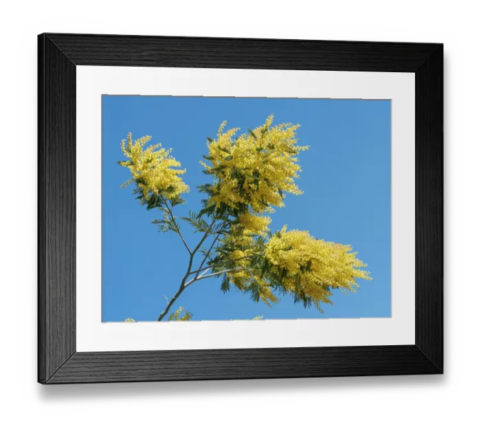 Framed Print : Mimosa (Acacia dealbata) in flower against blue sky, nr. Piombino, Tuscany, Italy. February Framed Print : Mimosa (Acacia dealbata) in flower against blue sky, nr. Piombino, Tuscany, Italy. February