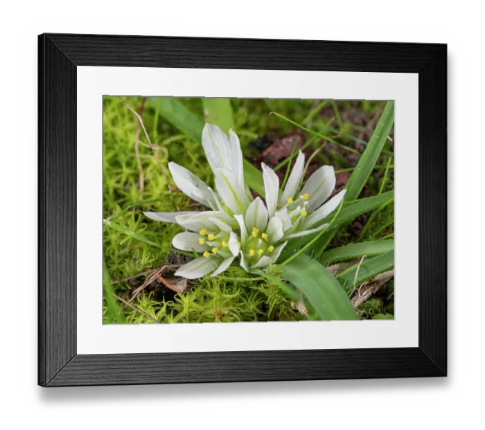 Framed Print : Dwarf garlic (Allium chamaemoly) in flower, Piombino, Tuscany, Italy. February Framed Print : Dwarf garlic (Allium chamaemoly) in flower, Piombino, Tuscany, Italy. February