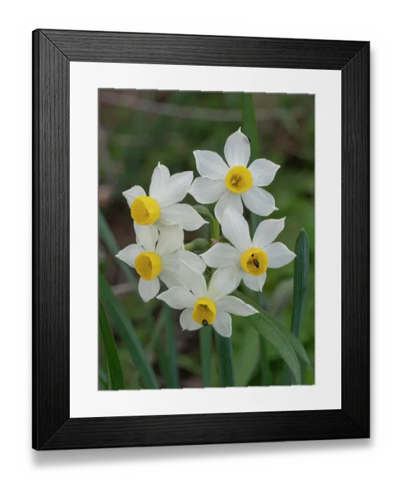 Framed Print : Polyanthus narcissus (Narcissus tazetta) in flower, Podere Montecucco, Orvieto, Umbria, Italy. February Framed Print : Polyanthus narcissus (Narcissus tazetta) in flower, Podere Montecucco, Orvieto, Umbria, Italy. February