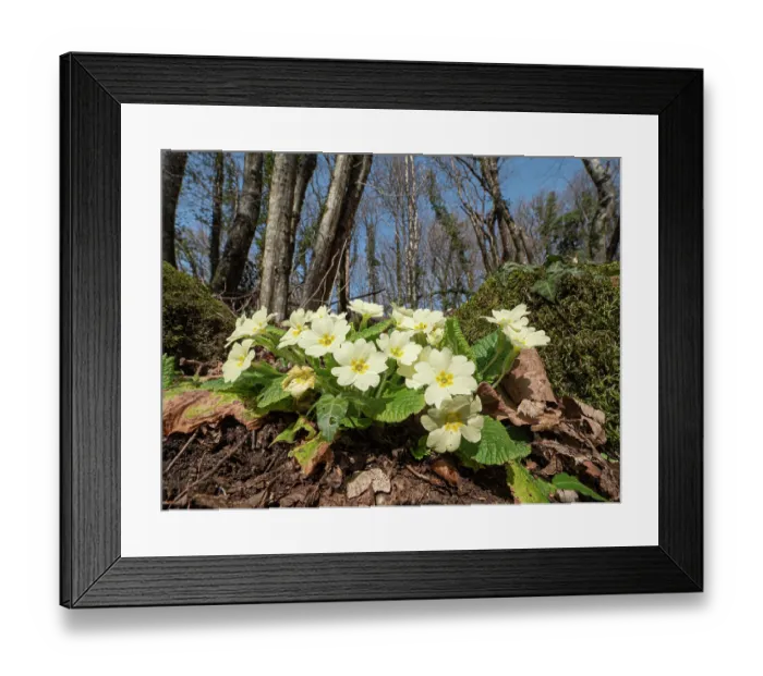 Framed Print : Common primrose (Primula vulgaris) in flower in woodland, Fiesole, nr. Florence, Tuscany, Italy. March