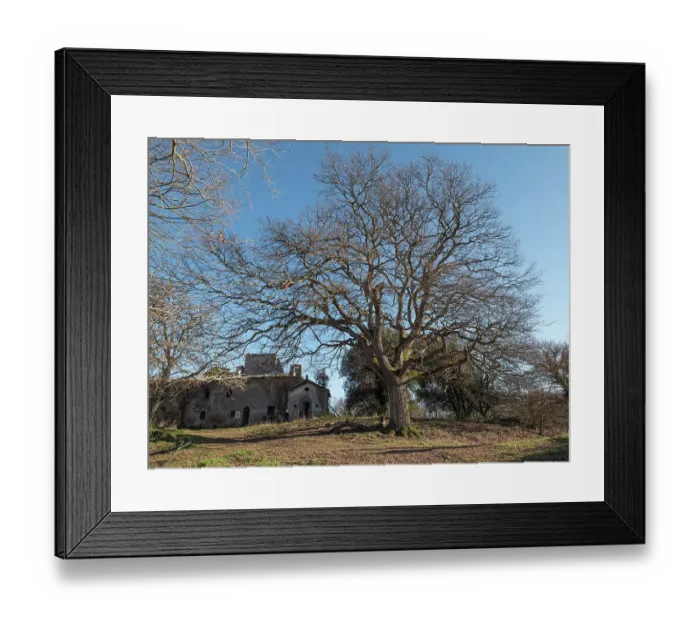 Framed Print : Turkey oak (Quercus cerris) in winter, nr. Orvieto, Umbria, Italy. February