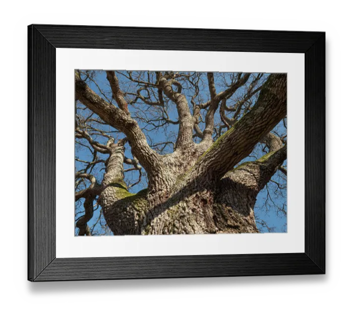 Framed Print : Turkey oak (Quercus cerris) with bare branches in winter, nr. Orvieto, Umbria, Italy. February