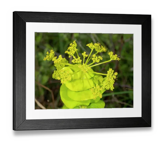 Framed Print : Round- leaved Alexanders (Smyrnium perfoliatum rotundifolium) in flower, Gargano, Puglia, Italy, April Framed Print : Round- leaved Alexanders (Smyrnium perfoliatum rotundifolium) in flower, Gargano, Puglia, Italy, April