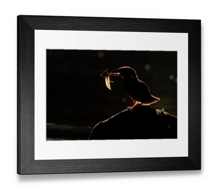 Framed Print : Eurasian kingfisher (Alcedo atthis) male, perched on branch over pond with tadpole prey in beak, backlit at dawn, Sierra de Grazalema Natural Park, Cadiz, Spain. October