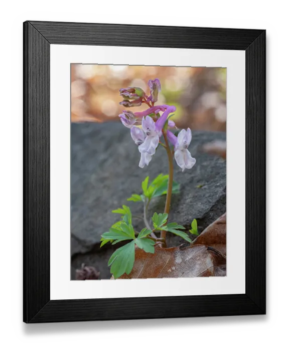 Framed Print : Corydalis (Corydalis cava) in flower, nr. Orvieto, Umbria, Italy. March Framed Print : Corydalis (Corydalis cava) in flower, nr. Orvieto, Umbria, Italy. March
