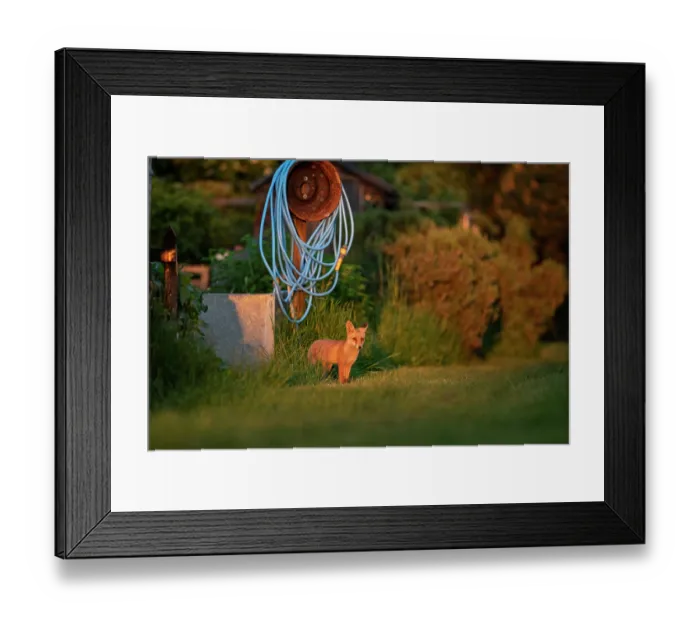 Framed Print : Red fox cub (Vulpes vulpes) peers out from behind water trough on allotment, London, England